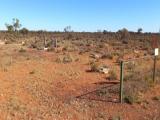 Pioneer Cemetery, Darlot